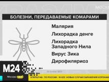 Являются ли комары переносчиками коронавируса
