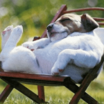 Ea4bd4cc6ec077562e2e3b03f97e1f1b