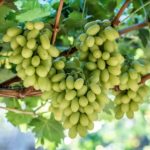 350e87549e1eff0a276ef4b00c7ed905