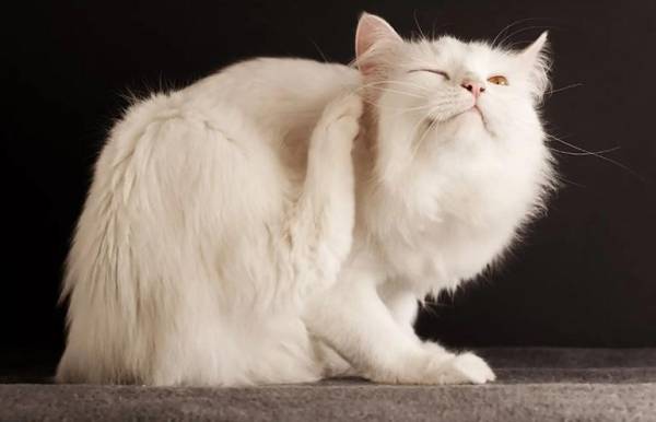 Можно ли травить блох у беременной кошки