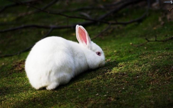 К чему снится белый кролик?