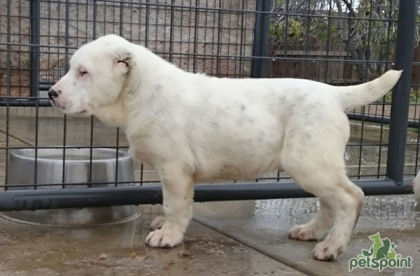 Алабай (Среднеазиатская овчарка) / Central Asian Shepherd