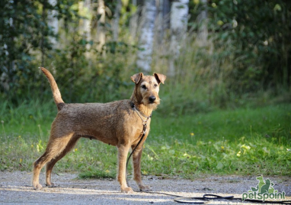 Ирландский терьер / Irish Terrier (Irish Red Terrier) Ирландский терьер / Irish Terrier (Irish Red Terrier)