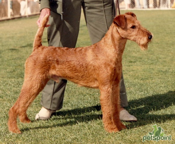 Ирландский терьер / Irish Terrier (Irish Red Terrier) Ирландский терьер / Irish Terrier (Irish Red Terrier)