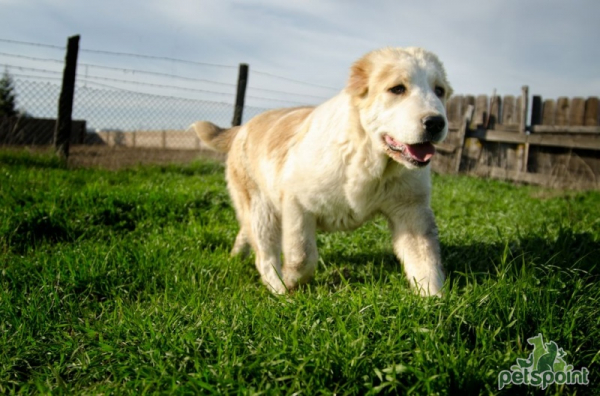 Алабай (Среднеазиатская овчарка) / Central Asian Shepherd