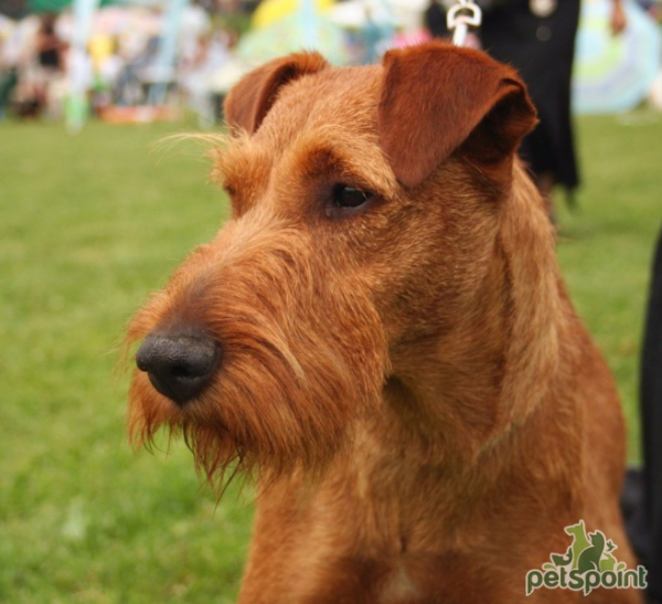 Ирландский терьер / Irish Terrier (Irish Red Terrier) Ирландский терьер / Irish Terrier (Irish Red Terrier)