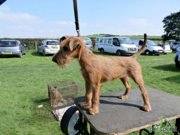 Ирландский терьер / Irish Terrier (Irish Red Terrier) Ирландский терьер / Irish Terrier (Irish Red Terrier)