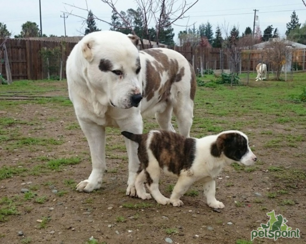 Алабай (Среднеазиатская овчарка) / Central Asian Shepherd