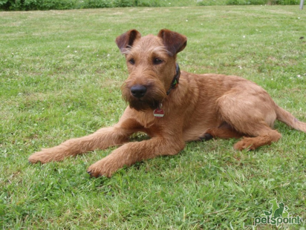 Ирландский терьер / Irish Terrier (Irish Red Terrier) Ирландский терьер / Irish Terrier (Irish Red Terrier)
