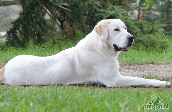 Алабай (Среднеазиатская овчарка) / Central Asian Shepherd