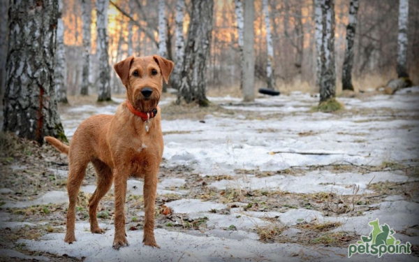 Ирландский терьер / Irish Terrier (Irish Red Terrier) Ирландский терьер / Irish Terrier (Irish Red Terrier)