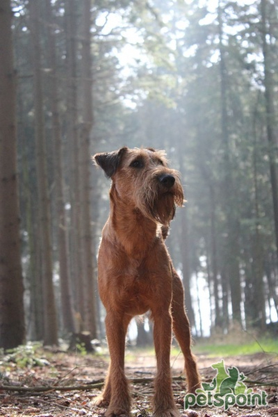 Ирландский терьер / Irish Terrier (Irish Red Terrier) Ирландский терьер / Irish Terrier (Irish Red Terrier)
