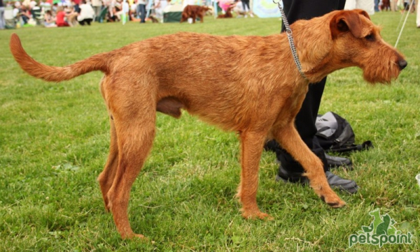 Ирландский терьер / Irish Terrier (Irish Red Terrier) Ирландский терьер / Irish Terrier (Irish Red Terrier)