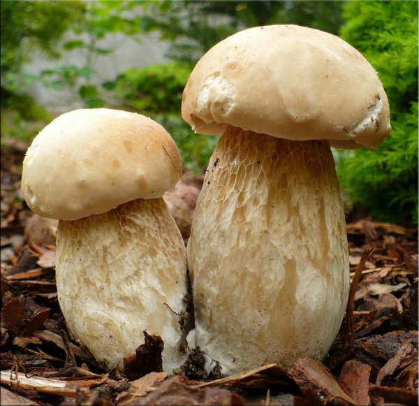 К чему снятся белые грибы: значение снов