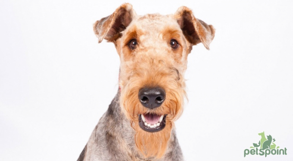 Эрдельтерьер / Airedale Terrier (Bingley Terrier, Waterside Terrier)