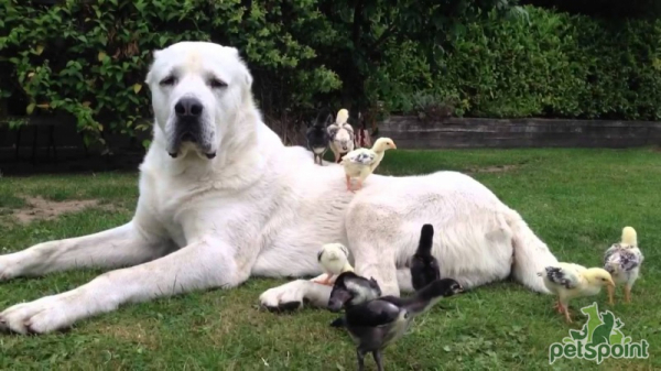 Алабай (Среднеазиатская овчарка) / Central Asian Shepherd