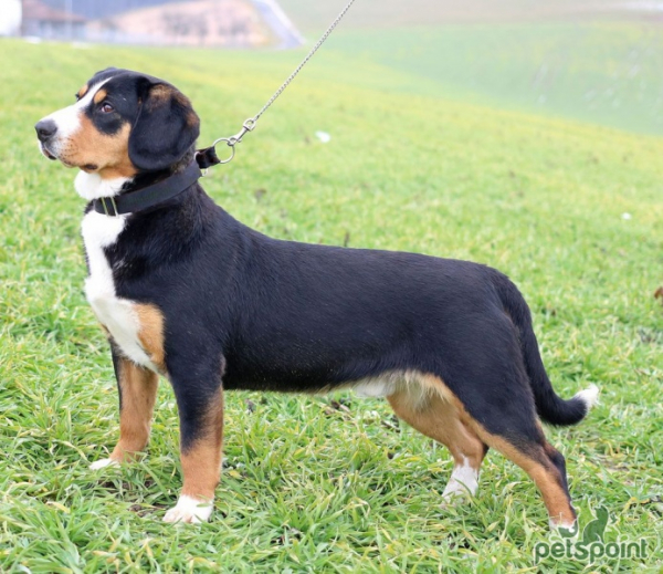 Энтлебухер зенненхунд (Энтлебухер) / Entlebucher Sennenhund (Entlebuch Mountain Dog, Entlebucher)