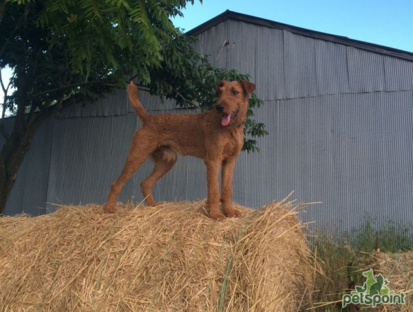 Ирландский терьер / Irish Terrier (Irish Red Terrier) Ирландский терьер / Irish Terrier (Irish Red Terrier)