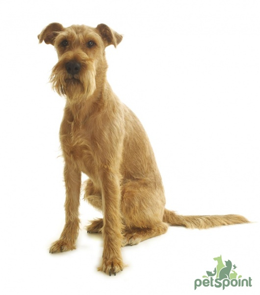 Ирландский терьер / Irish Terrier (Irish Red Terrier) Ирландский терьер / Irish Terrier (Irish Red Terrier)