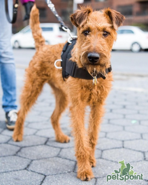Ирландский терьер / Irish Terrier (Irish Red Terrier) Ирландский терьер / Irish Terrier (Irish Red Terrier)