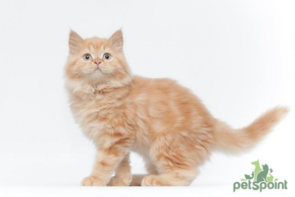 Британская длинношерстная кошка / British Longhair Cat (Britanica, Highlander, Lowlander) Британская длинношерстная кошка / British Longhair Cat (Britanica, Highlander, Lowlander)