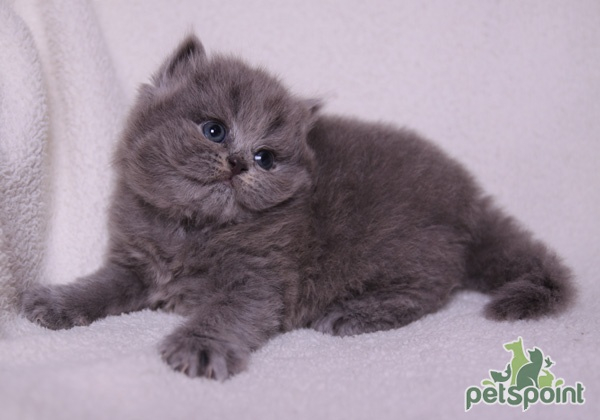 Британская длинношерстная кошка / British Longhair Cat (Britanica, Highlander, Lowlander) Британская длинношерстная кошка / British Longhair Cat (Britanica, Highlander, Lowlander)