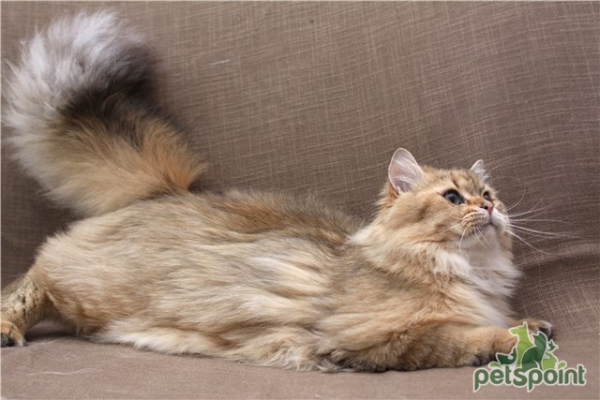 Британская длинношерстная кошка / British Longhair Cat (Britanica, Highlander, Lowlander) Британская длинношерстная кошка / British Longhair Cat (Britanica, Highlander, Lowlander)