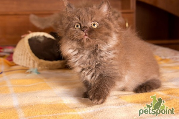 Британская длинношерстная кошка / British Longhair Cat (Britanica, Highlander, Lowlander) Британская длинношерстная кошка / British Longhair Cat (Britanica, Highlander, Lowlander)