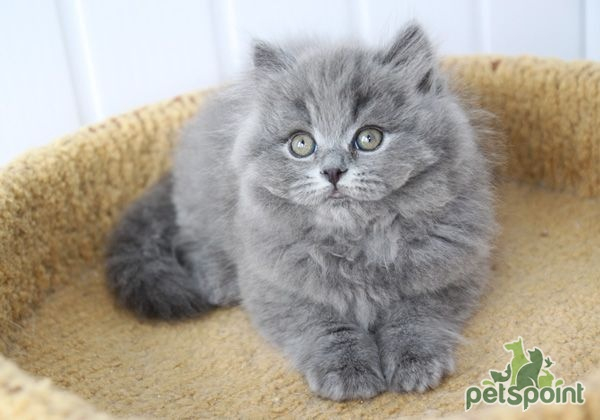 Британская длинношерстная кошка / British Longhair Cat (Britanica, Highlander, Lowlander) Британская длинношерстная кошка / British Longhair Cat (Britanica, Highlander, Lowlander)