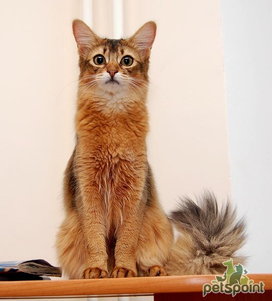 Сомали (Сомалийская кошка) / Somali Cat