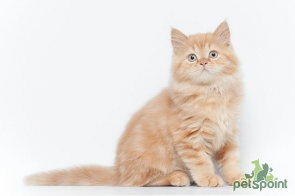Британская длинношерстная кошка / British Longhair Cat (Britanica, Highlander, Lowlander) Британская длинношерстная кошка / British Longhair Cat (Britanica, Highlander, Lowlander)