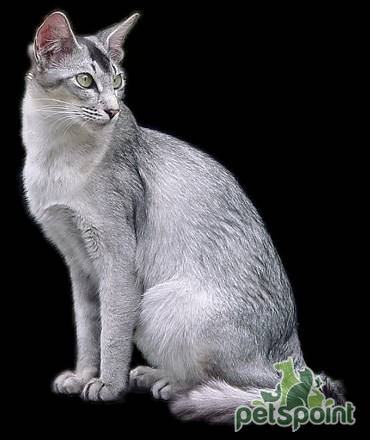 Мандарин (Восточная длинношерстная кошка) / Mandarin Cat (Oriental Longhair Cat)