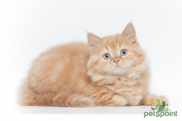 Британская длинношерстная кошка / British Longhair Cat (Britanica, Highlander, Lowlander) Британская длинношерстная кошка / British Longhair Cat (Britanica, Highlander, Lowlander)