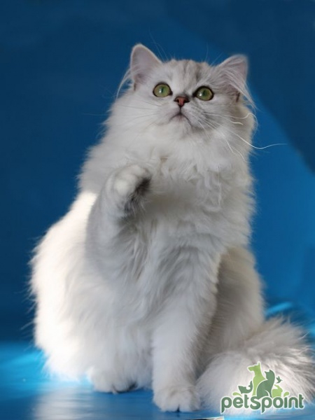 Британская длинношерстная кошка / British Longhair Cat (Britanica, Highlander, Lowlander) Британская длинношерстная кошка / British Longhair Cat (Britanica, Highlander, Lowlander)