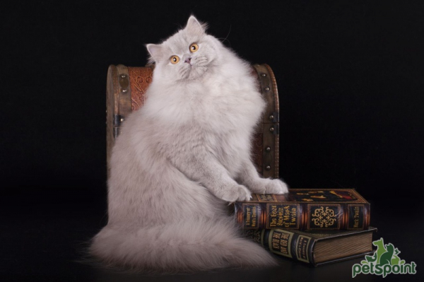 Британская длинношерстная кошка / British Longhair Cat (Britanica, Highlander, Lowlander) Британская длинношерстная кошка / British Longhair Cat (Britanica, Highlander, Lowlander)