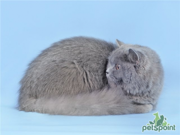 Британская длинношерстная кошка / British Longhair Cat (Britanica, Highlander, Lowlander) Британская длинношерстная кошка / British Longhair Cat (Britanica, Highlander, Lowlander)