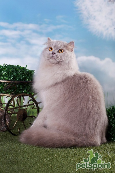 Британская длинношерстная кошка / British Longhair Cat (Britanica, Highlander, Lowlander) Британская длинношерстная кошка / British Longhair Cat (Britanica, Highlander, Lowlander)