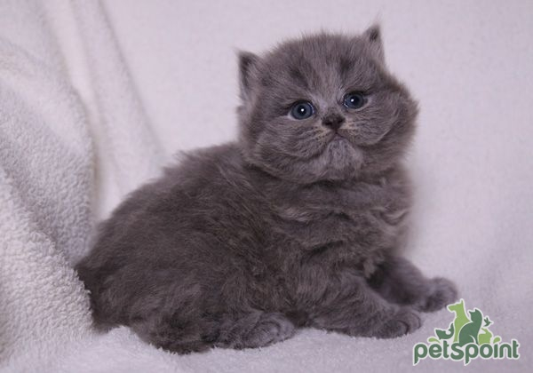 Британская длинношерстная кошка / British Longhair Cat (Britanica, Highlander, Lowlander) Британская длинношерстная кошка / British Longhair Cat (Britanica, Highlander, Lowlander)