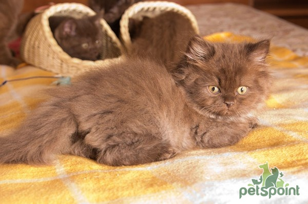 Британская длинношерстная кошка / British Longhair Cat (Britanica, Highlander, Lowlander) Британская длинношерстная кошка / British Longhair Cat (Britanica, Highlander, Lowlander)