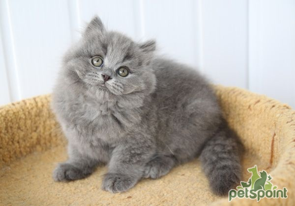 Британская длинношерстная кошка / British Longhair Cat (Britanica, Highlander, Lowlander) Британская длинношерстная кошка / British Longhair Cat (Britanica, Highlander, Lowlander)