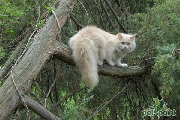 Британская длинношерстная кошка / British Longhair Cat (Britanica, Highlander, Lowlander) Британская длинношерстная кошка / British Longhair Cat (Britanica, Highlander, Lowlander)