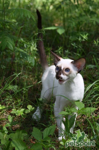 Сейшельская кошка / Seychellois Cat