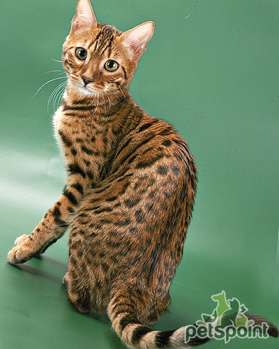 Уссурийская кошка (Уссури) / Ussuri Cat