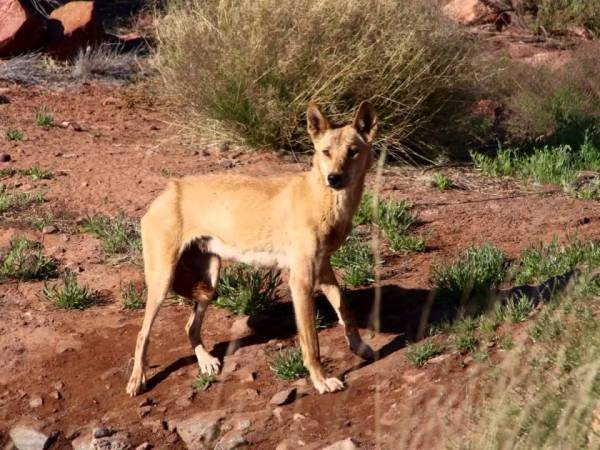 Пустыня Гибсона: описание с фото, где находится Пустыня Гибсона: описание с фото, где находится