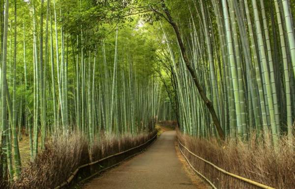 Бамбуковая роща в Японии: фото, описание