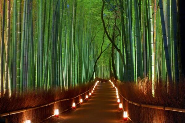 Бамбуковая роща в Японии: фото, описание