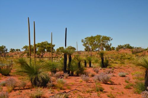 Пустыня Гибсона: описание с фото, где находится Пустыня Гибсона: описание с фото, где находится