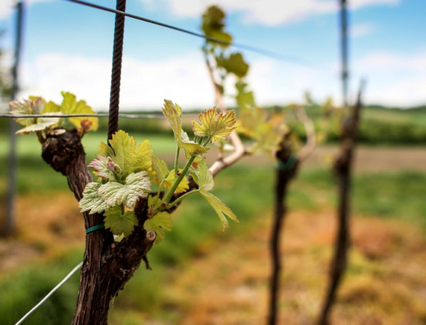Как правильно обрезать виноград весной — схемы и советы