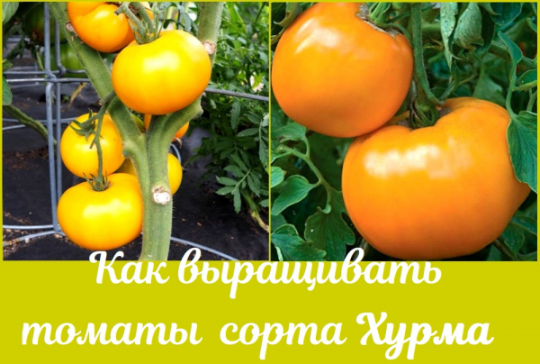 Томат Хурма — описание характеристика и как вырастить помидоры этого сорта