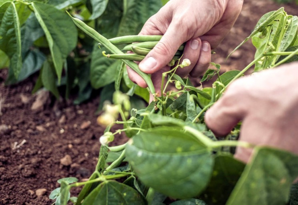 Как сажать и выращивать стручковую фасоль в открытом грунте
